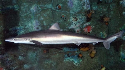 Tiburón cazón