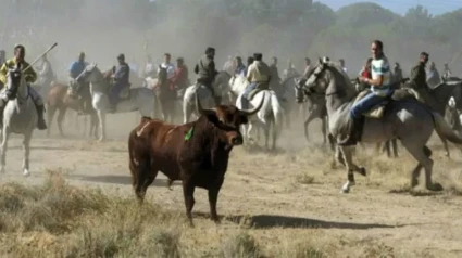 Toro de la Vega