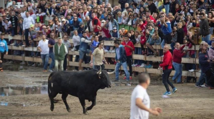 Toro de la Vega