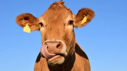Vaca