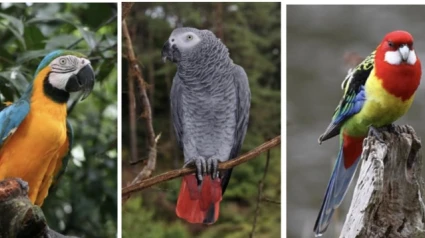 2 yacos, un guacamayo y un perico son los animales intervenidos