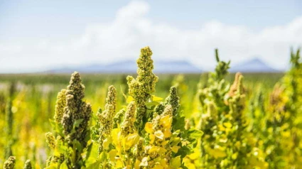 La quinoa, ese pequeño grano que ha conquistado cocinas de medio mundo por su valor nutricional, empieza a hacerse fuerte también en los campos extremeños. Aunque originaria de Sudamérica y considerada un "superalimento", esta semilla está encontrando en nuestra región un terreno fértil para su desarrollo gracias a años de investigación.Desde hace ocho años, un grupo de investigadores del CICITEX (Centro de Investigaciones Científicas y Tecnológicas de Extremadura) trabaja intensamente en el estudio de este cultivo en la Finca La Orden, con el objetivo de ofrecer a los agricultores extremeños una alternativa rentable, sostenible y altamente nutritiva.“Hemos probado diversas variedades, analizado su adaptación al clima extremeño y determinado las fechas óptimas de siembra”, explica Javier Matías, responsable de la línea de cultivos extensivos alimentarios del centro.La quinoa no es un cereal como tal, pero se comporta más bien como cultivos de primavera-verano como el girasol. Soporta bien el frío, pero las altas temperaturas pueden dificultar su floración. Por eso, la fecha ideal de siembra en Extremadura ronda el mes de febrero.Aunque su cultivo todavía se encuentra en fase experimental, ya se vislumbran oportunidades claras: “En Andalucía ya se cultivan hasta 6.000 hectáreas. En Extremadura aún estamos empezando, pero confiamos en su potencial”, añade Matías.La quinoa destaca por su alto contenido en proteínas, la ausencia de gluten —lo que la hace apta para celíacos— y su perfil equilibrado de nutrientes. Además, uno de los descubrimientos más prometedores del CICITEX son los brotes de quinoa, con una carga proteica aún mayor que la semilla y potencial como producto fresco para ensaladas y consumo directo.Desde el programa radiofónico A Cuerpo de Rey XXL de COPE, el investigador recordó también el simbolismo de esta planta: “Quinoa” significa “grano madre” en lengua quechua, y su cultivo está muy ligado a la historia ancestral de Perú y Bolivia, que cada año compiten por ser los mayores productores.Extremadura podría seguir sus pasos. Aunque los agricultores de la región se muestran tradicionalmente prudentes ante los nuevos cultivos, experiencias exitosas como las del arroz, el brócoli o el pistacho demuestran que cuando apuestan por algo, lo hacen con fuerza.El futuro de la quinoa extremeña se está cocinando, o mejor dicho, germinando. Y todo apunta a que pronto podríamos verla en los lineales de los supermercados, con etiqueta regional.