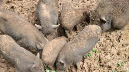 El incremento de los jabalíes y resto de fauna preocupa a los agricultores