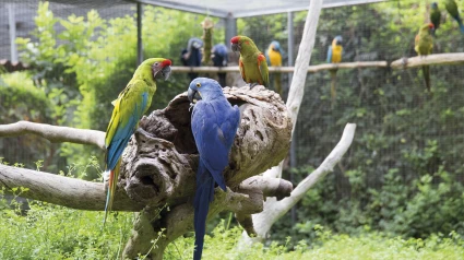 loro