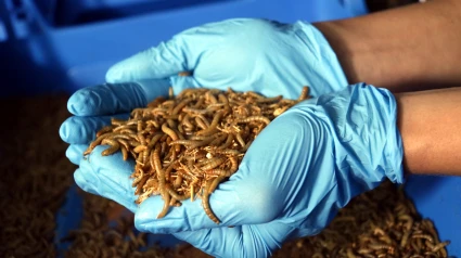 Los insectos son una fuente de proteína altamente nutritiva, rica en vitaminas, minerales y grasas saludables,