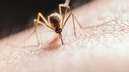 Actualmente, solo existe una vacuna contra el Virus del Nilo para caballos pero no para humanos