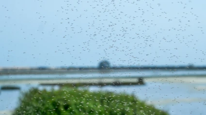 Nubes de mosquitos en el Parque Nacional de Doñana