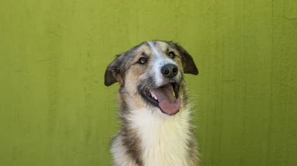 Perro rescatado en la zona de la Dana