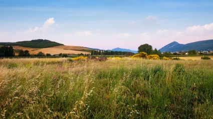 Campos de cereal en la Zona Media de Navarra