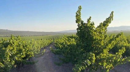 Viñedos del marco Montilla-Moriles.