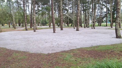Imagen del pinar de A Magdalena, en Cabanas, con el aporte de arenas