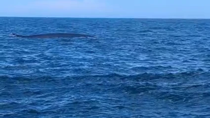 Ballena avistada en el cabo de San Antonio