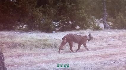 Imagen del lince localizado en el Prepirineo de Lleida