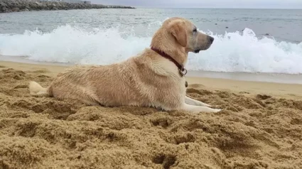 Cada vez son más los municipios que habilitan playas para perros