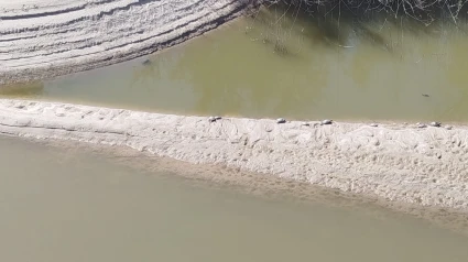 Galápagos en las arenas del Tajo bajo el puente atirantado
