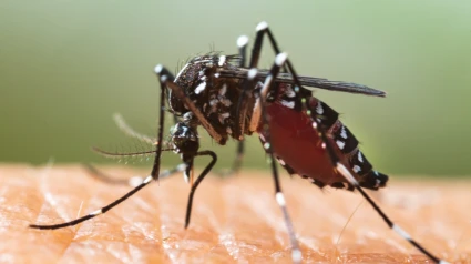 El mosquito tigre nos puede causar hasta 20 picaduras en dos o tres minutos