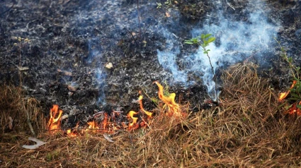 Imagen de una quema forestal en Galicia