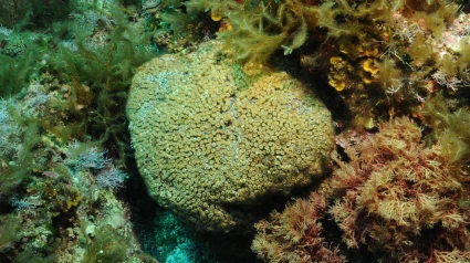 Cladocora caespitosa