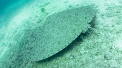 Spiny butterfly ray in ?e?m
