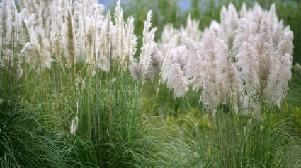 Navarra en guardia ante la especia invasora plumero de la pampa
