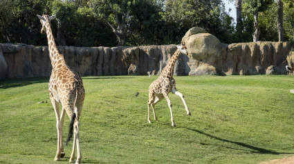 Sherry, el nuevo macho de jirafa, ya trota por el Bioparc