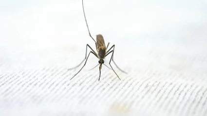 Guía práctica para fabricar una mosquitera casera magnética o con velcro