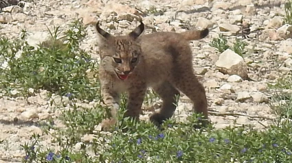 Uno de los dos cachorros de lince nacidos en libertad en Lorca