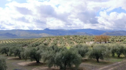 Plantación de olivos en Andalucía