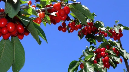 Cerezas