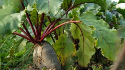 Hasta 90 agricultores podrían dejar su cultivo de remolacha tras el ERE de Azucarera