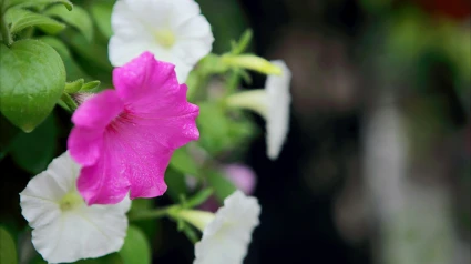 Flores de verano para el hogar y el jardín