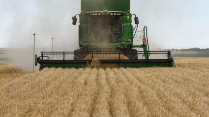 Una máquina cosechadora cosecha un campo de cebada.