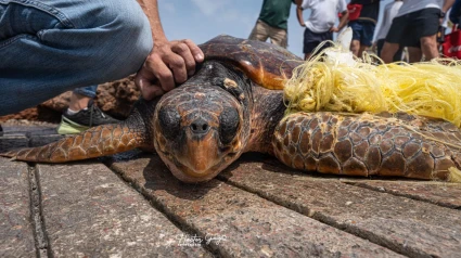 Tortuga