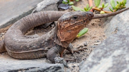 Colonia del lagarto gigante encontrada en Arauz, Telde
