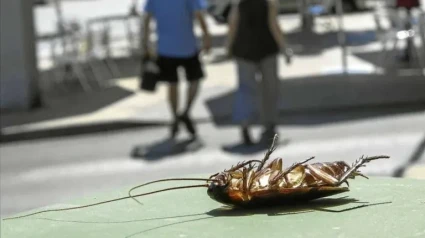 Cucaracha en la vía pública