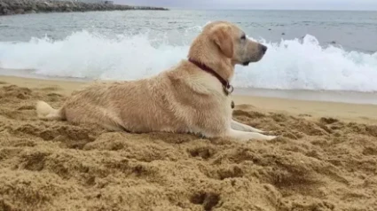 Testigos relatan la terrible escena en una playa canina de Alicante