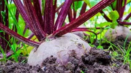 Cultivo de remolacha