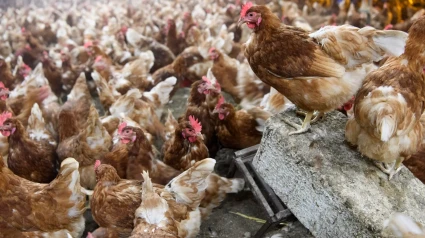Ordenan el cierre de una nave y el sacrificio de 20.000 gallinas de la granja de Llucmajor