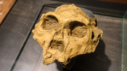 Cráneo del Paranthropus robustus