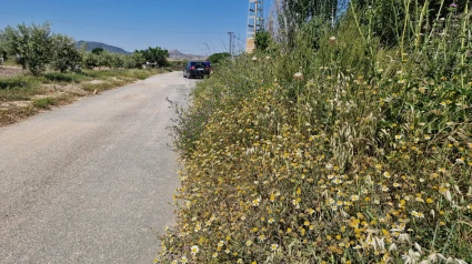 Cuneta llena de maleza en una carretera de Lorca