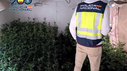 Caen en Denia tres personas por tráfico de drogas robo y enganche ilegal a la luz tras descubrir una plantación de marihuana