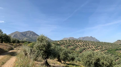 Olivos en la Subbética. Camino donde se observa vegetación y al fondo parte de la sierra.