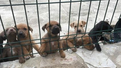 Orihuela abre las puertas de su refugio para una experiencia animal inolvidable Orihuela abre las puertas de su refugio para una experiencia animal inolvidable Orihuela abre las puertas de su refugio para una experiencia animal inolvidable