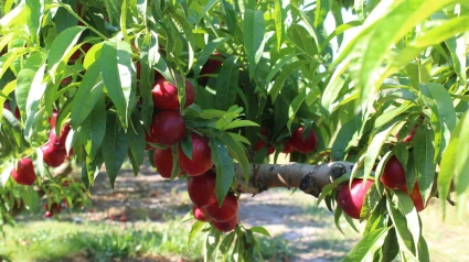 El campo confía en recibir 1 euro por kilogramo de fruta recolectada