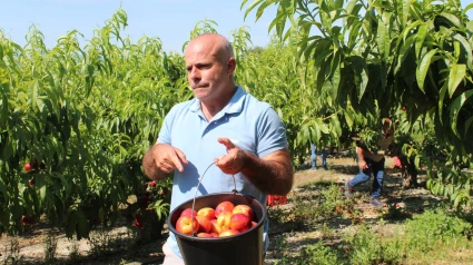 La fruta de verano se paga a precio de oro en tienda mientras los agricultores apenas sobreviven
