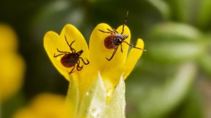 Garrapatas en una flor