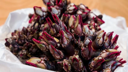Los percebes de Cedeira son unos de los más apreciados de Galicia