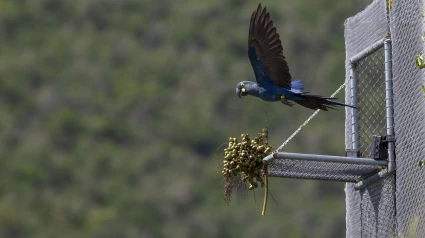 Campo Formoso_BA, 15 de janeiro de 2019Reintroducao de araras-azuis-de-lear na região do Parque Nacional do Boqueirao da Onca.Foto: JOAO MARCOS ROSA/NITRO