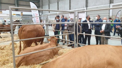 La raza rubia galega es una de las apreciadas por los criadores de carne