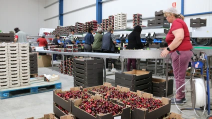 Treballadores en l'empaquetatge de caixes de cireres a Seròs